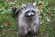 North American Racoon