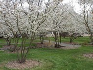 Serviceberry Tree