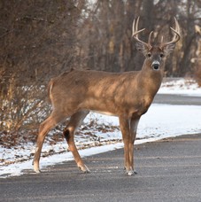 Whitetail Deer