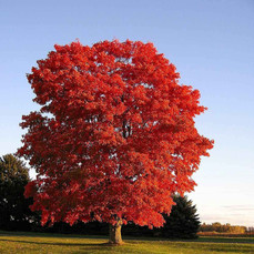 Red Maple Tree