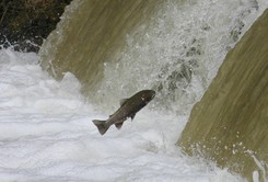 Steelhead trout jumping in water