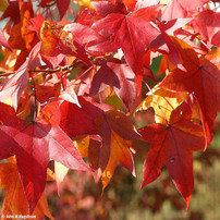 American Sweetgum