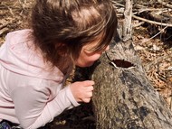 Child looking at butterfly on a log