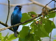Bird on a tree branch