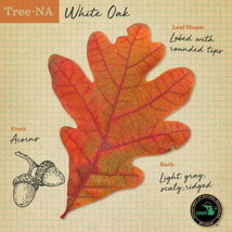 White Oak Leaf