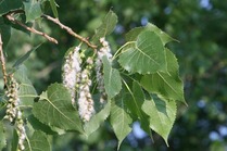 Cottonwood Tree