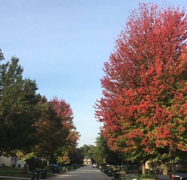 Maples lining a street