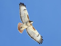 Red-Tailed Hawk in the sky
