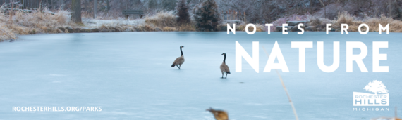 Ducks on frozen pond