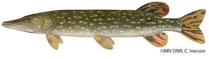 northern pike