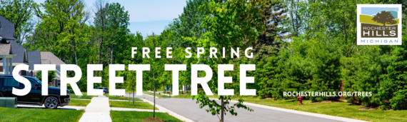 free street trees on tree background