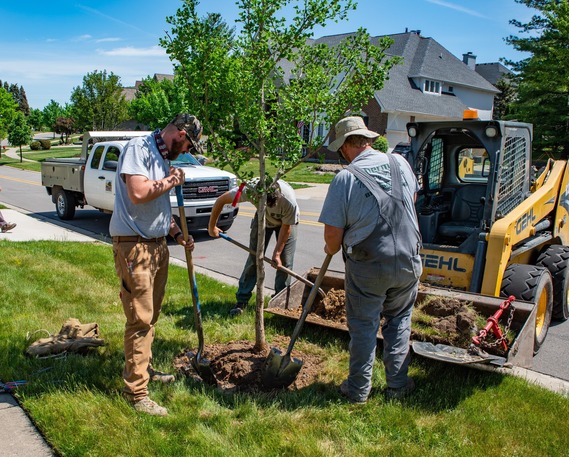 workers planting a tree
