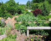 deer resistant garden