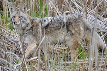 coyote