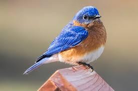 eastern bluebird