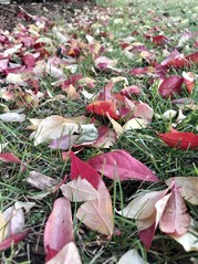 Fall Leaves & Lawn