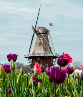 Windmill with American flag and tulips in the foreground