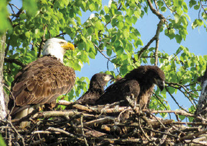 eagles at ravines