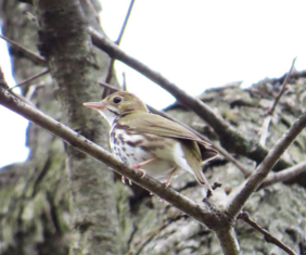 Ovenbird