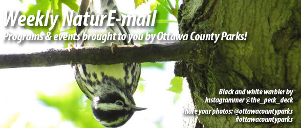 black and white warbler