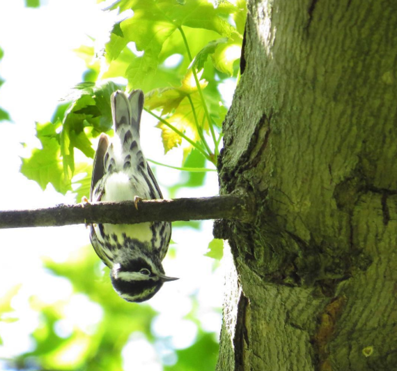 Black and White Warbler