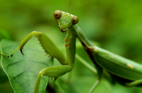 Praying Mantis