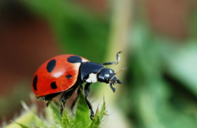 Ladybug