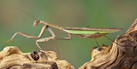 Brown Praying Mantis