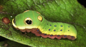 Spicebush Caterpillar