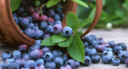 Blueberries