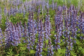 Lupine