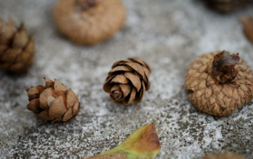 Acorns
