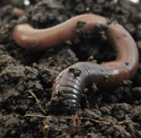 Earthworm