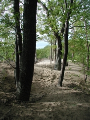 North Ottawa Dunes