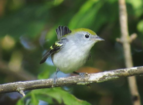 Chestnut sided warbler