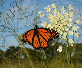Monarch Butterfly