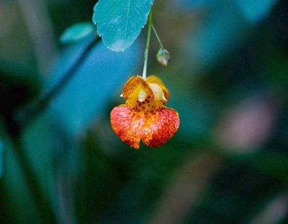 Jewelweed