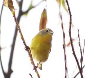 Nashville Warbler
