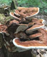 Tree Fungus