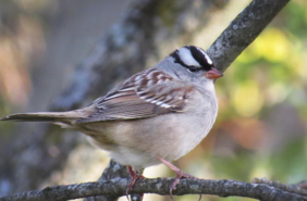 White Crowned Sparrow
