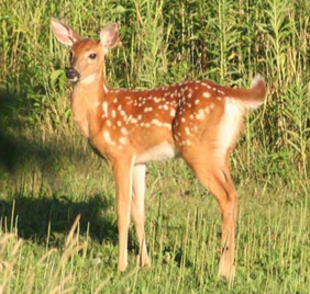 White-tailed Deer