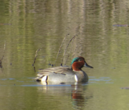 Green Teal Duck
