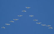 Tundra Swans