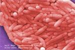 bacteria