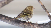 Pine Siskin