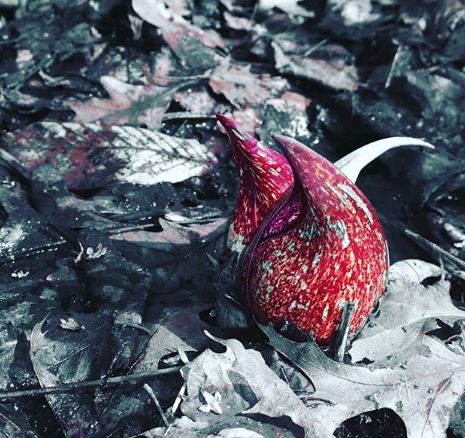 Skunk Cabbage