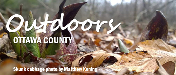 header by Matthew Koning