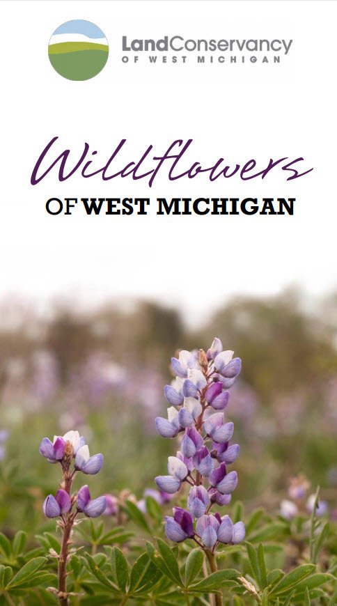 Wildflowers of the West