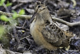 Woodcock
