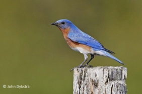 Bluebird